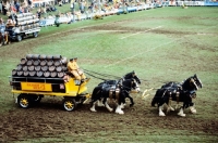 Picture of brewers dray drawn by a team of shire horses in show ring at zug