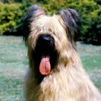 Picture of briard  with cropped ears, portrait