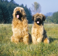Picture of Briard, different ages