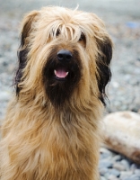 Picture of Briard, front view