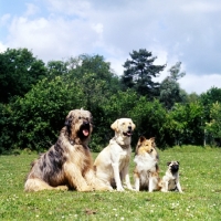 Picture of briard, golden, sheltie and pug together