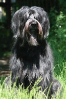 Picture of Briard, hair covering eyes