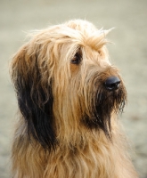 Picture of Briard head study