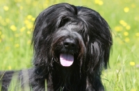 Picture of Briard head study