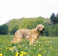 Picture of Briard in a field