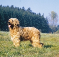 Picture of Briard in field