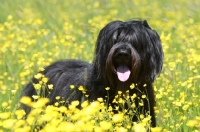 Picture of Briard in flowery field