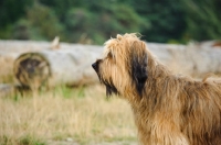 Picture of Briard in profile