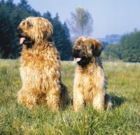 Picture of Briard looking aside