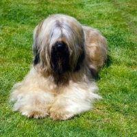Picture of briard lying on grass, hair covering eyes, champion triskele lola