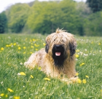 Picture of Briard lying on grass