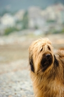 Picture of Briard near shore