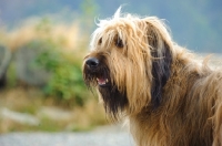 Picture of Briard portrait