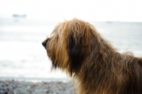 Picture of Briard profile