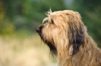 Picture of Briard profile