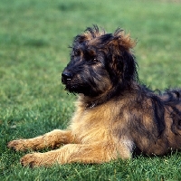Picture of briard puppy head and shoulder 
