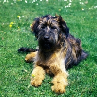 Picture of briard puppy lying on grass