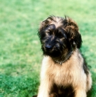 Picture of briard puppy sitting on grass