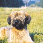 Picture of briard puppy