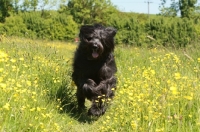 Picture of Briard running in field