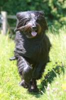 Picture of Briard running towards camera