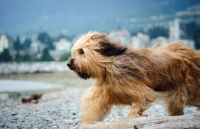 Picture of Briard running