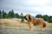 Picture of Briard, side view