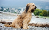 Picture of Briard sitting down