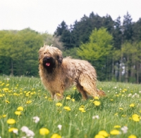 Picture of Briard standing in a field