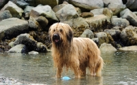 Picture of Briard standing in water