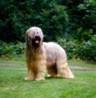 Picture of briard standing on grass