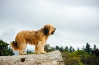Picture of Briard standing on log
