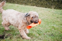 Picture of Briard walking with toy