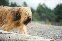 Picture of Briard walking