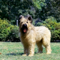 Picture of briard with cropped ears standing on grass