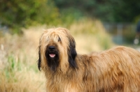 Picture of Briard