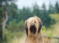 Picture of Briard