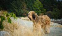 Picture of Briard