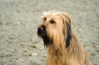 Picture of Briard