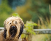 Picture of Briard