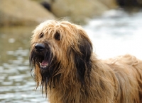 Picture of Briard