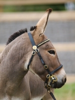 Picture of Bridled donkey looking away