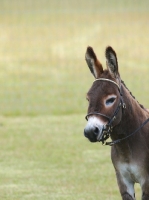 Picture of bridled Donkey