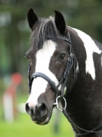 Picture of bridled Piebald horse