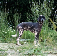 Picture of brilliant elimar cs, peruvian hairless dog,  perro sin pelo del peru, among flowers looking at camera