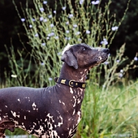 Picture of brilliant elimar cs, peruvian hairless dog, perro sin pelo del peru, collar with cows, portrait with flowers