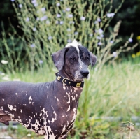 Picture of brilliant elimar cs, peruvian hairless dog, perro sin pelo del peru, portrait