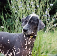 Picture of brilliant elimar cs, peruvian hairless dog, perro sin pelo del peru