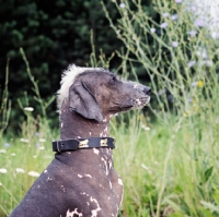 Picture of brilliant elimar cs, wonderful proud peruvian hairless dog, perro sin pelo del peru, wearing collar with cows, portrait