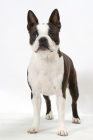 Picture of Brindle & White Australian Champion Boston Terrier, standing on white background